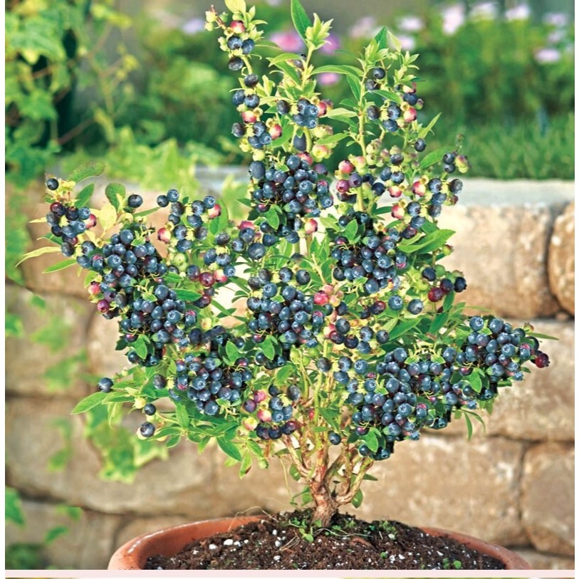 20 เมล็ด Blueberry Seeds Fruit Seeds for Planting เมล็ดพันธุ์ บลูเบอร์รี่ ต้นบลูเบอร์รี่ บรรจุ High quality - รูปที่ 7