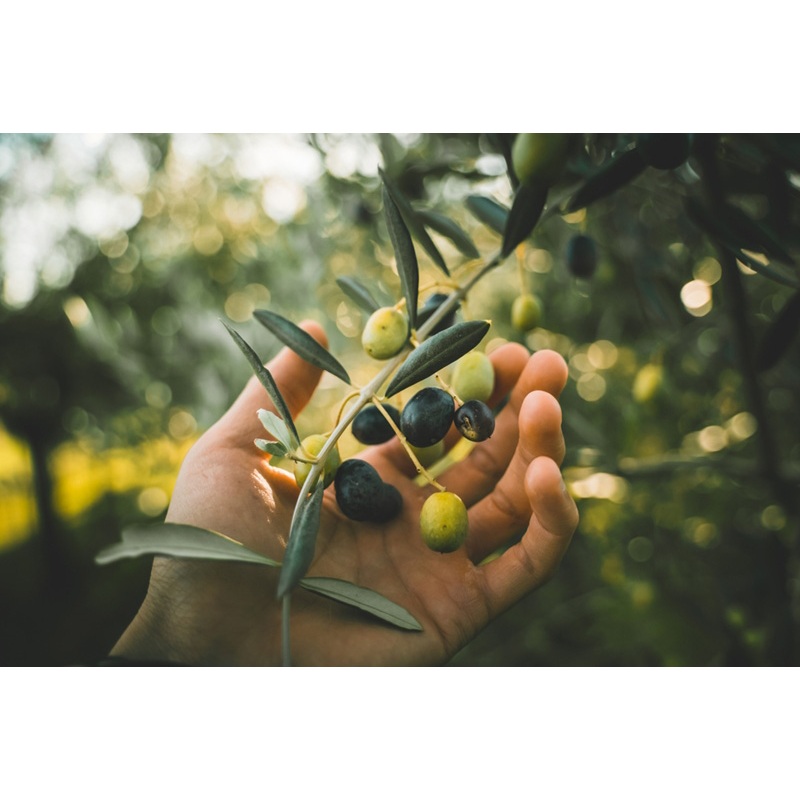 BERTOLLI ORGANIC Extra Virgin Olive Oil 500ml. น้ำมันมะกอก ตราเบอร์ทอลลี่ สูตรออแกนิค ทานสด จากอิตาลี - รูปที่ 2