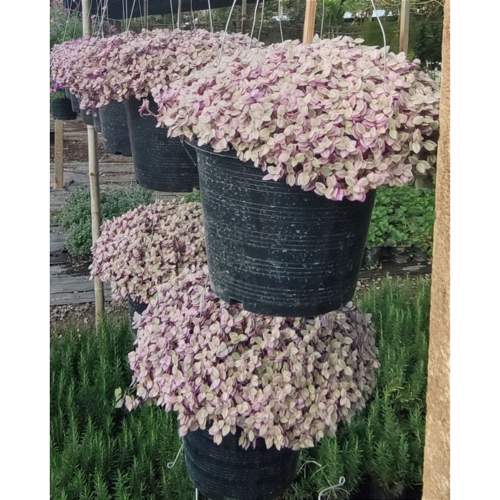 ต้นริบบิ้นชาลี ไม้ประดับ กระถาง 8 นิ้ว ส่งพร้อมลวดแขวน