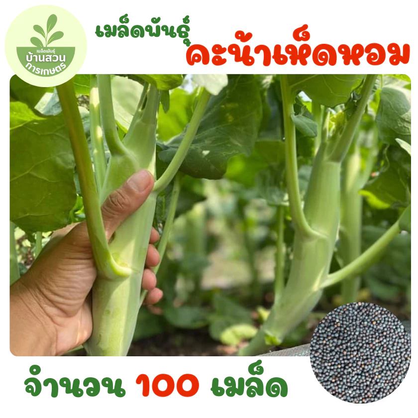 เมล็ดพันธุ์คะน้าเห็ดหอม จำนวน 100 เมล็ด