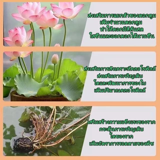 【GreenThumb】ปุ๋ยบัวบาน 250g -ปุ๋ย ยืดระยะเวลาออกดอกบัว กระตุ้นการออกดอก เพิ่มจำนวนและคุณภาพของดอก ใช้ได้กับพืชน้ำ