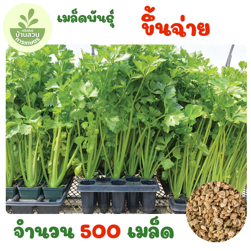 เมล็ดพันธุ์ขึ้นฉ่าย จำนวน 500 เมล็ด
