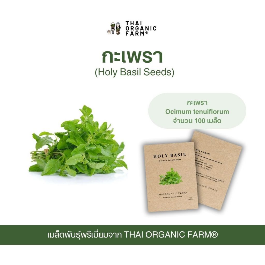 Premium Quality Seeds เมล็ดพันธุ์ กระเพรา พรีเมี่ยม THAI ORGANIC FARM®