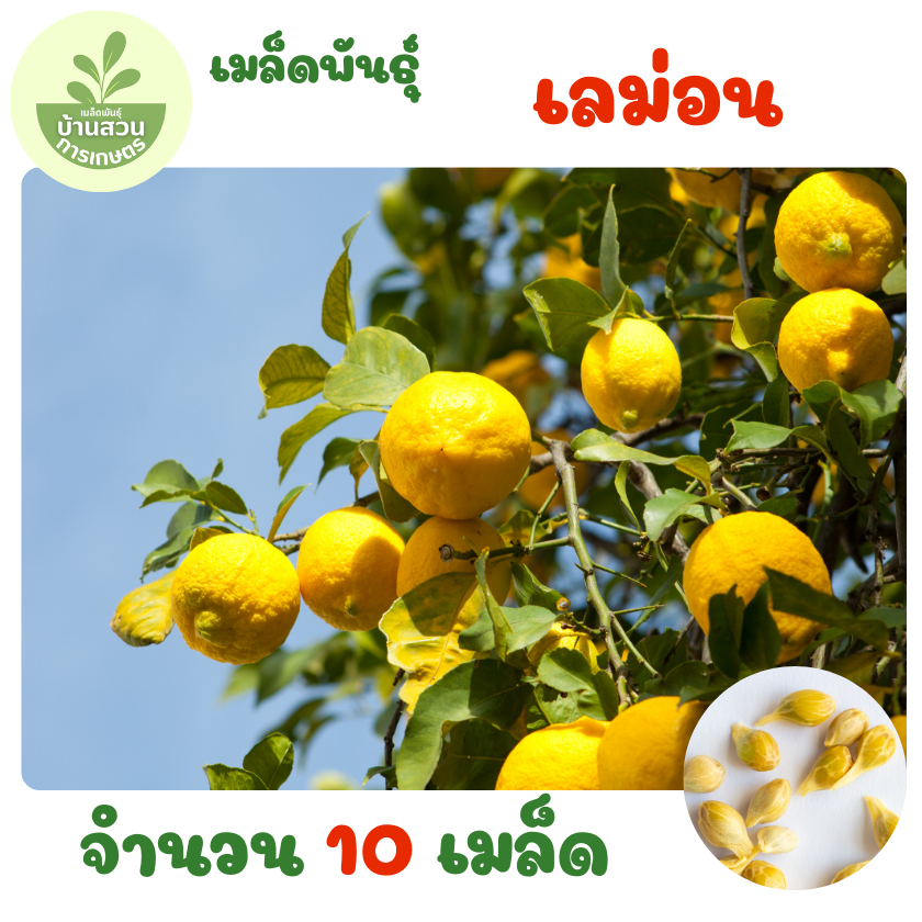 เมล็ดพันธุ์เลมอน จำนวน 10 เมล็ด