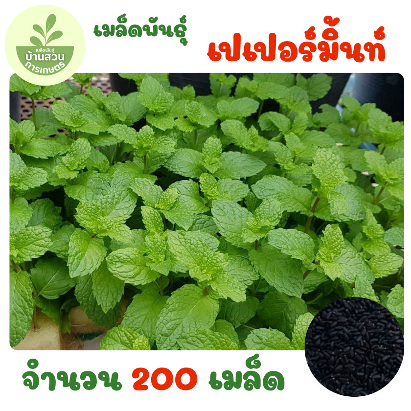 เมล็ดพันธุ์เปเปอร์มิ้นท์ (สาระแหน่) จำนวน 200 เมล็ด