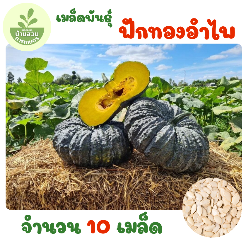 เมล็ดพันธุ์ฟักทองอำไพ จำนวน 10 เมล็ด