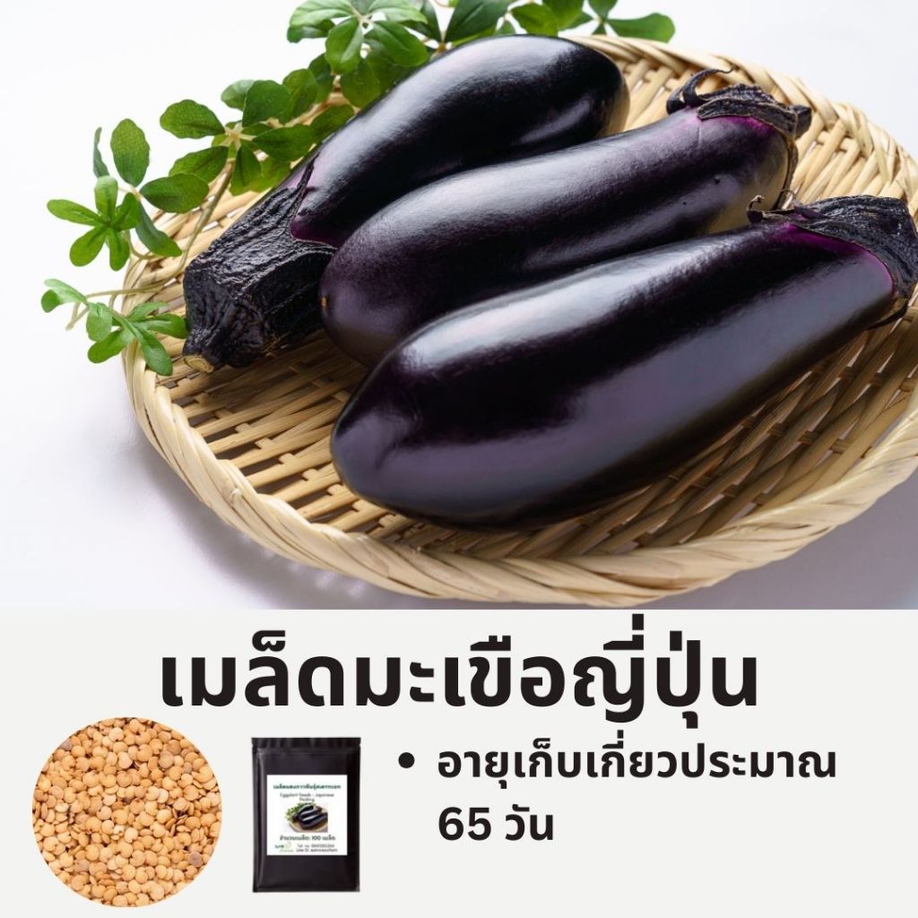 เมล็ดมะเขือยาวญี่ปุ่น สำหรับดอง | Japanese Pickling Eggplant Seeds | Non-GMO Heirloom ปลูกง่าย 65 วัน