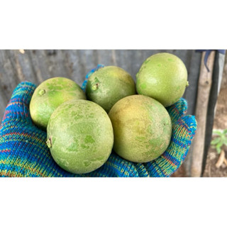 มะนาวแป้นรำไพ ผิวลาย 2 กิโล จากท่ายางจังหวัดเพชรบุรี/เปลือกบ…