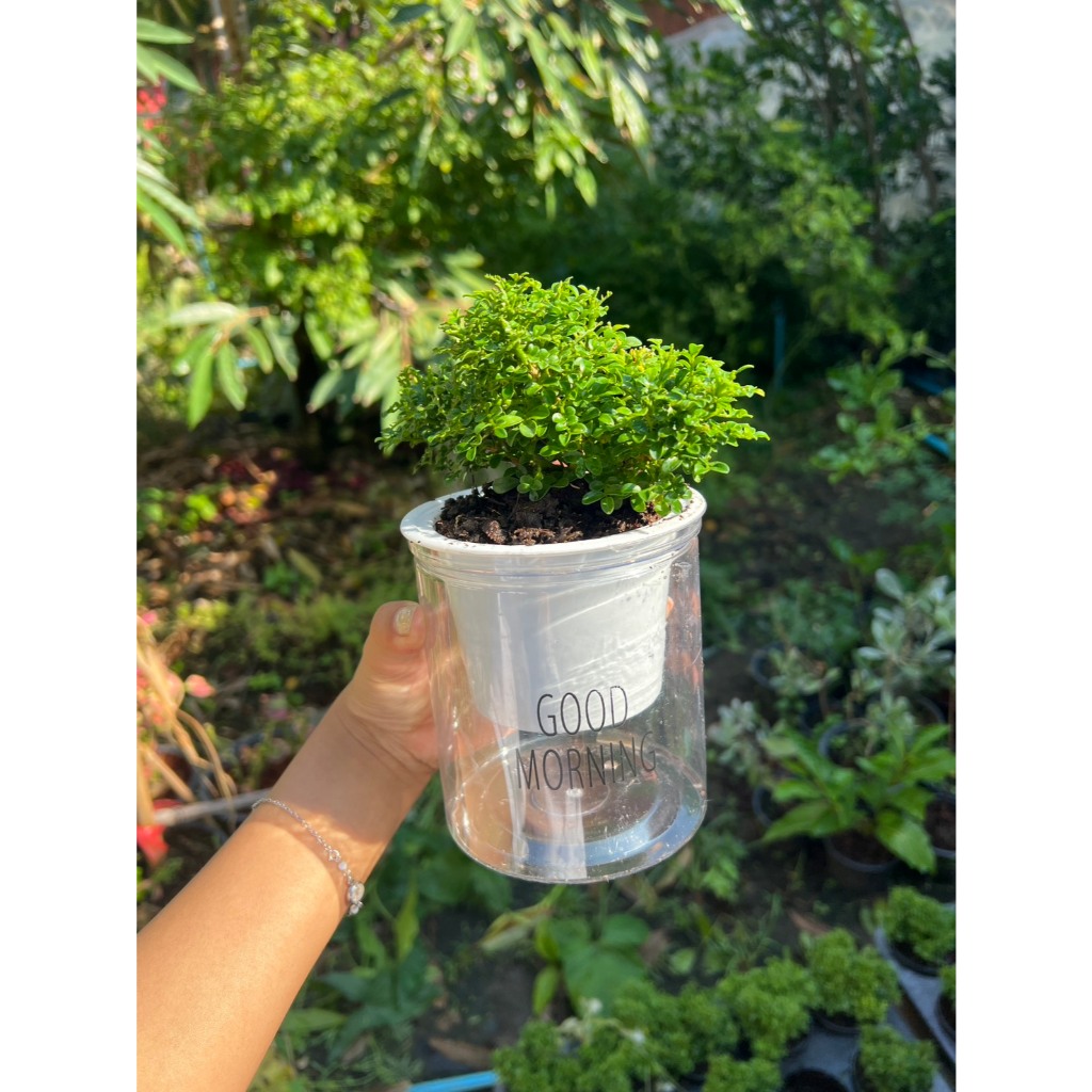 มุมมอง 5