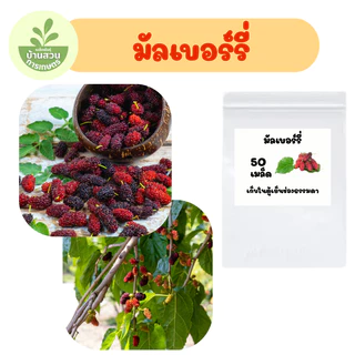 เมล็ดพันธุ์มัลเบอร์รี่ จำนวน 50 เมล็ด