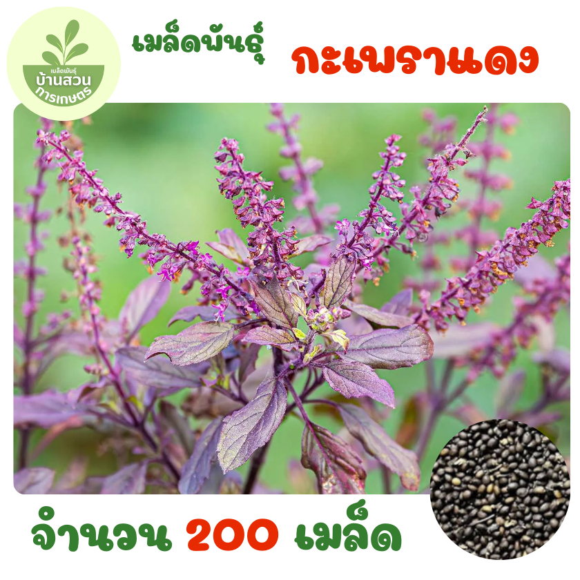เมล็ดพันธุ์กะเพราแดง จำนวน 200 เมล็ด