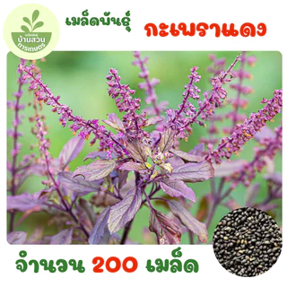 เมล็ดพันธุ์กะเพราแดง จำนวน 200 เมล็ด