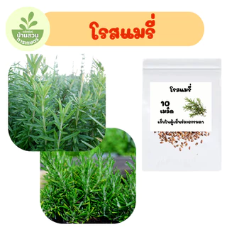 เมล็ดพันธุ์โรสแมรี่ จำนวน 10 เมล็ด