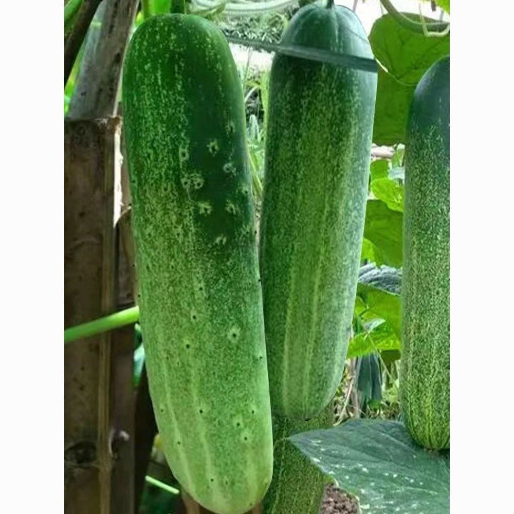 30 เมล็ด Tender Green Cucumber seed เมล็ดพันธุ์ แตงกวา เทนเดอร์กรีน เมล็ดพันธุ์แท้ เมล็ดพันธุ์อินทรีย์ ปลูกกลางแจ้ง