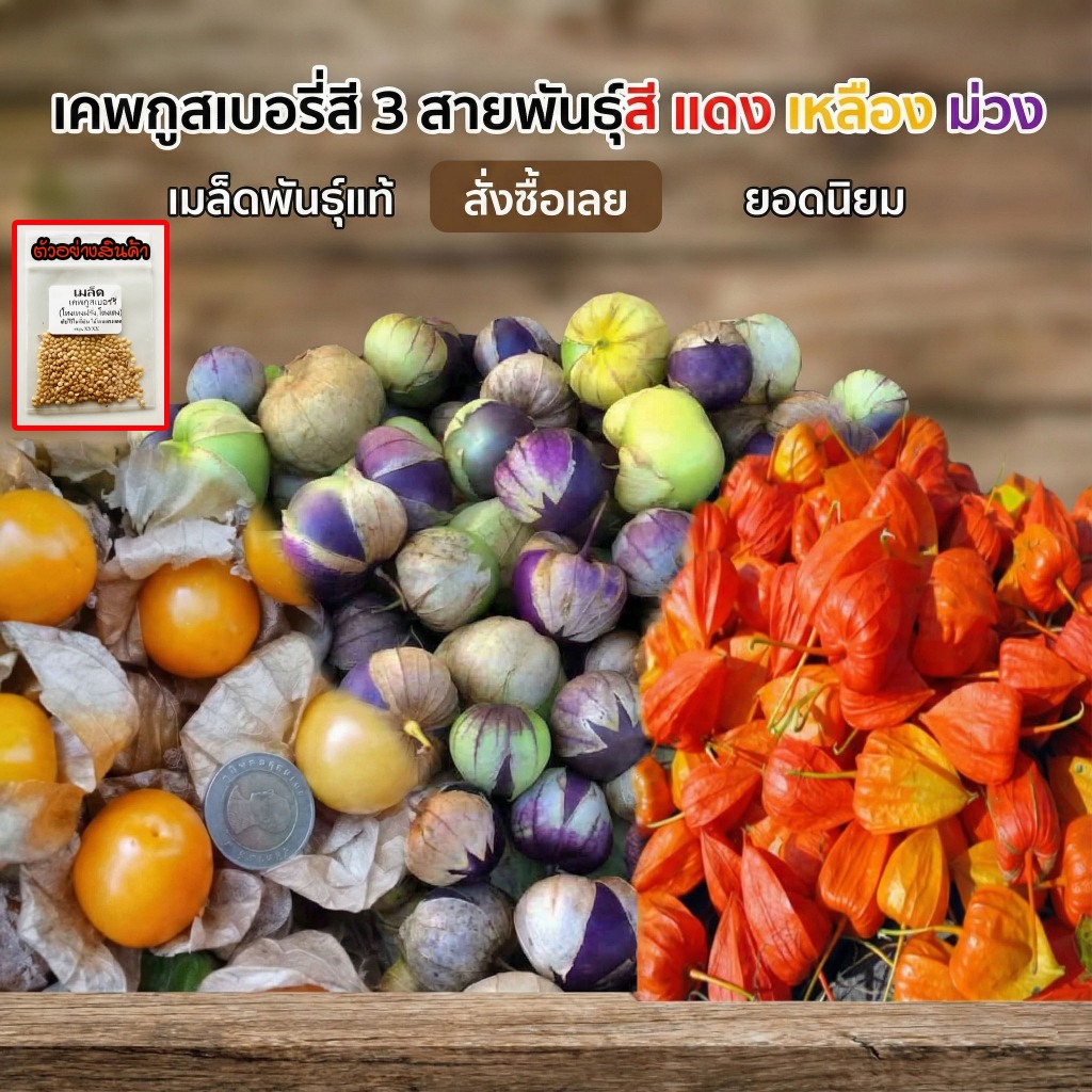 โทงเทงฝรั่ง โตงเตง เมล็ดพันธุ์เคพกูสเบอรี่ 3 สายพันธุ์ สีแดง เหลือง ม่วง 40-100 เมล็ด อินทรีย์ออแกนิค งอกดี (10แถม1)