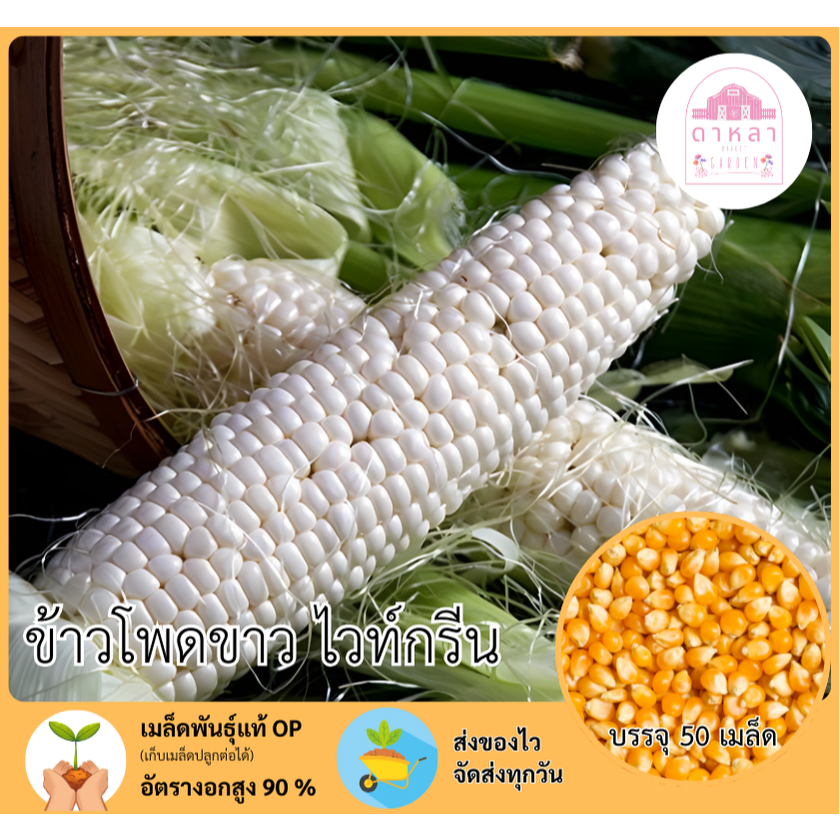 เมล็ดพันธุ์ข้าวโพดขาวไวท์กรีน 50 เมล็ด