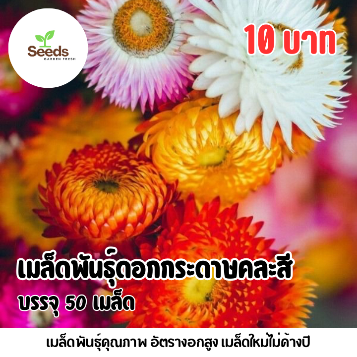 เมล็ดพันธุ์ดอกกระดาษคละสี บรรจุ 50 เมล็ด