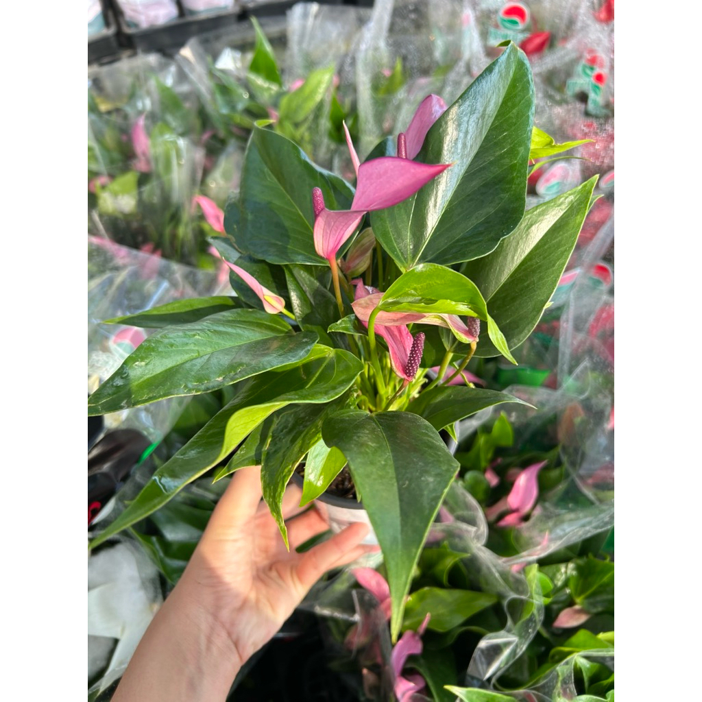 หน้าวัว zizou สีม่วงพาสเทลหน้าวัวพันธุ์แคระสีม่วงพาสเทล ดอกเรียว กอแน่น ดอกดก