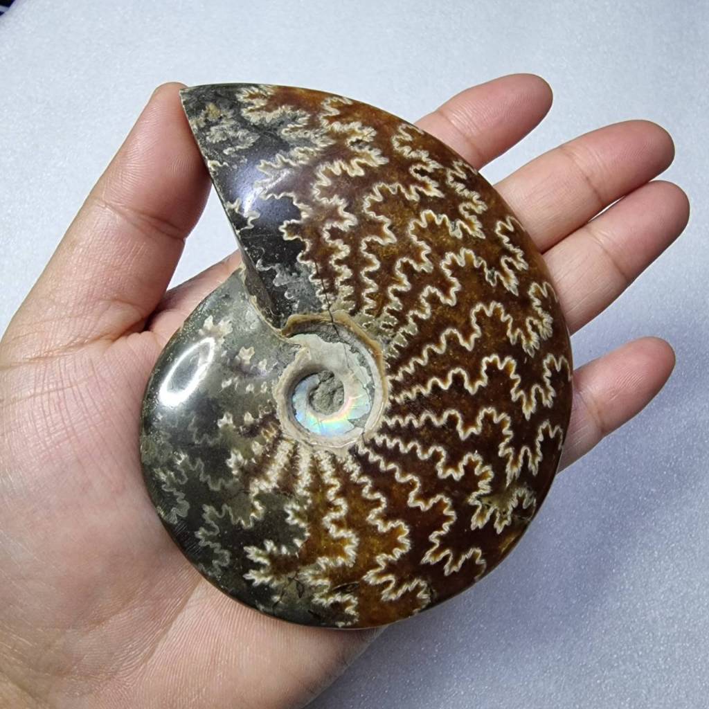 ฟอสซิลหอยแอมโมไนต์ (Ammonite Fossil)