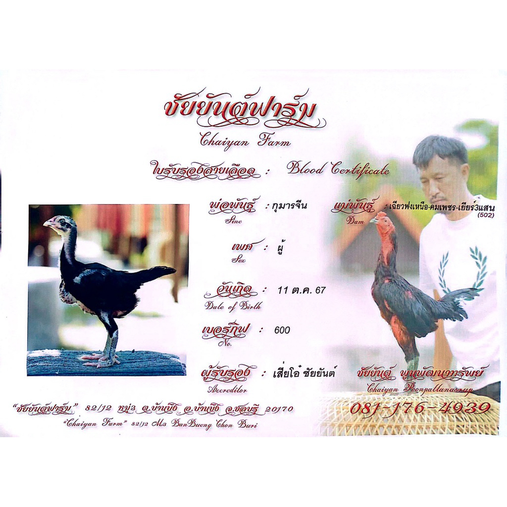 ไข่เชื้อไก่ชน ลูกกุมารจีน รับประกันเชื้อ จัดส่งด่วนทั่วประเทศ ราคา ถูกที่สุด ดีลบีเคเค แกลเลอรีภาพที่ 3