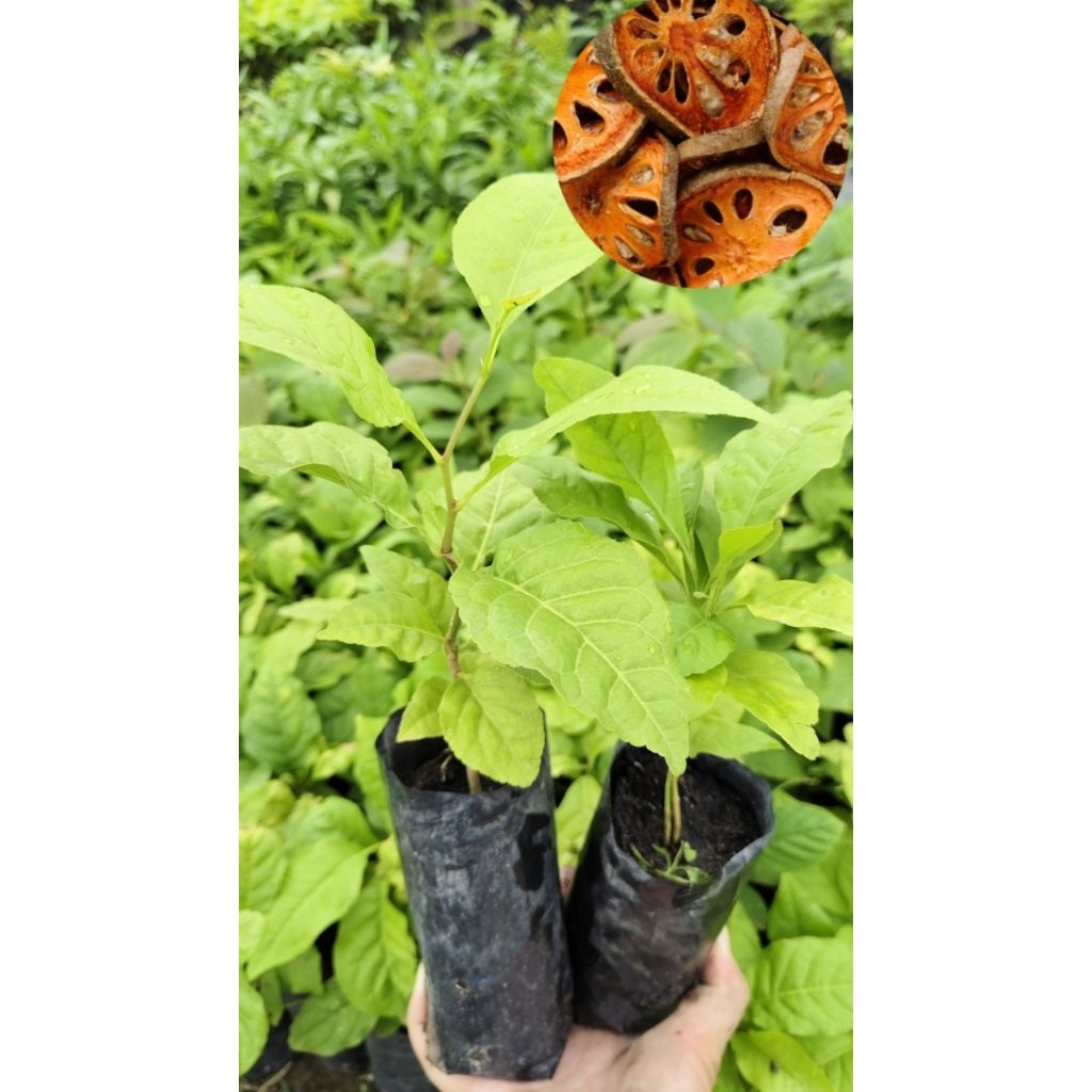 ต้นมะตูมบ้านแท้ 🌱 | สมุนไพรพื้นบ้าน | ปลูกง่าย แข็งแรง
