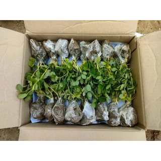 ต้นถั่วบราซิล ราคาต้นละ 1 บาท มีรากแข็งแรงพร้อมปลูก