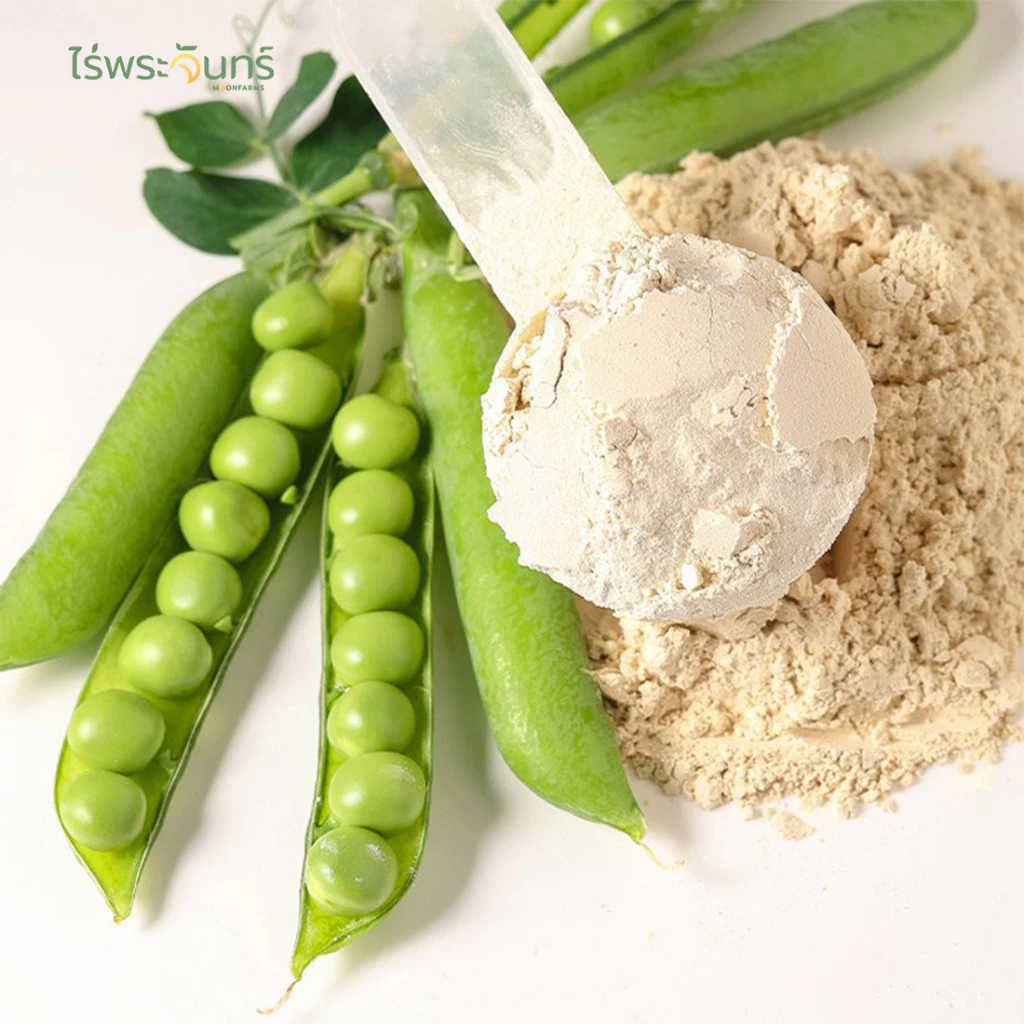ไร่พระจันทร์ ผงโปรตีนจากถั่วลันเตา Pea Protein Powder thumbnail 3