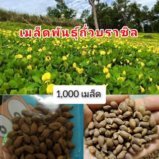 เมล็ดพันธ์ถั่วบราซิล โปรโมชั่น (บรรจุ 1000 เมล็ด) ตกแต่งสวน สนามหญ้า ปลูกในกระถางริมระเบียง พืชคลุมดิน บำรุงดิน