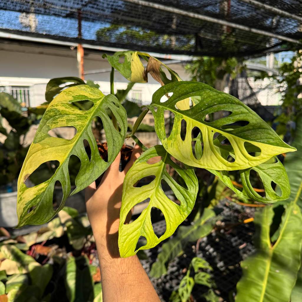 พลูฉลุด่างเหลือง (Monstera Adansonii Aurea Variegated) เป็นไม้ประดับตระกูลมอนสเตอร่าที่ได้รับความนิยมอย่างสูง
