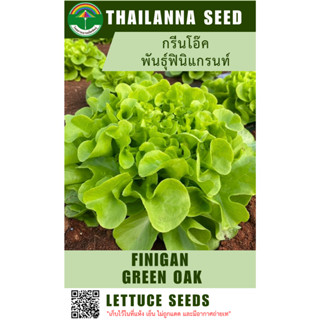 เมล็ดพันธุ์ผักสลัด กรีนโอ๊ค พันธุ์ฟินิแกรนท์ ( ขนาด 0.5 กรัม…