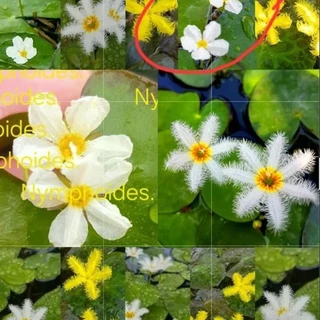 💮Nymphoides.💮บัวบาร์รูปห้วใจ💮น่ารักเลี้ยงง่าย*ดอกออกตลอดปี.💮ออกดอกทุกวัน💮อ่างปลาตุ้ปลา.+++.🥀