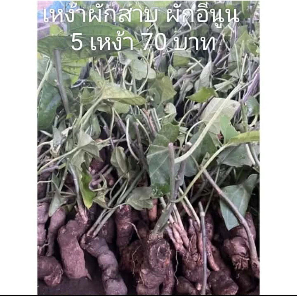 ผักสาบ ผักอีนูน 5 เหง้า 70 พร้อมส่ง