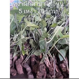 ผักสาบ ผักอีนูน 5 เหง้า 70 พร้อมส่ง