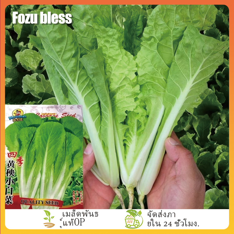 FOZU ผักกาดขาวน้อย-ขาวเบา 1000 เมล็ด เมล็ดพันธุ์คุณภาพดี อัตรางอกสูง โตเร็ว