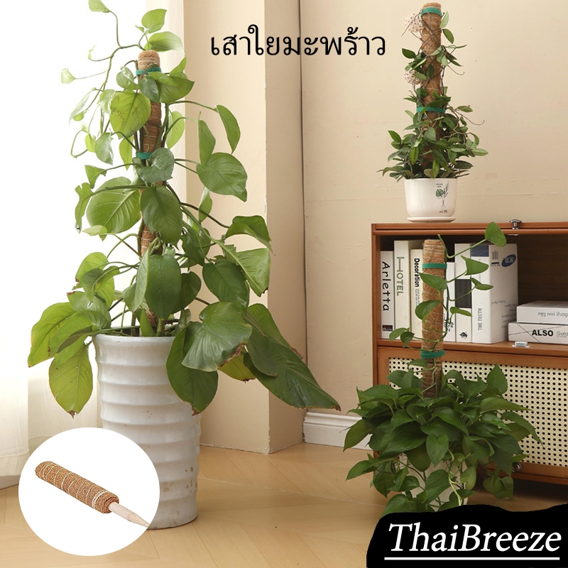 🥥ใยมะพร้าว เสา เถาวัลย์ ปีน เสาค้ำยัน เสาค้ำยัน แข็งแรง ทนทาน เอื้อต่อการติดราก ช่วยพยุงพืช มีหลายขนาด
