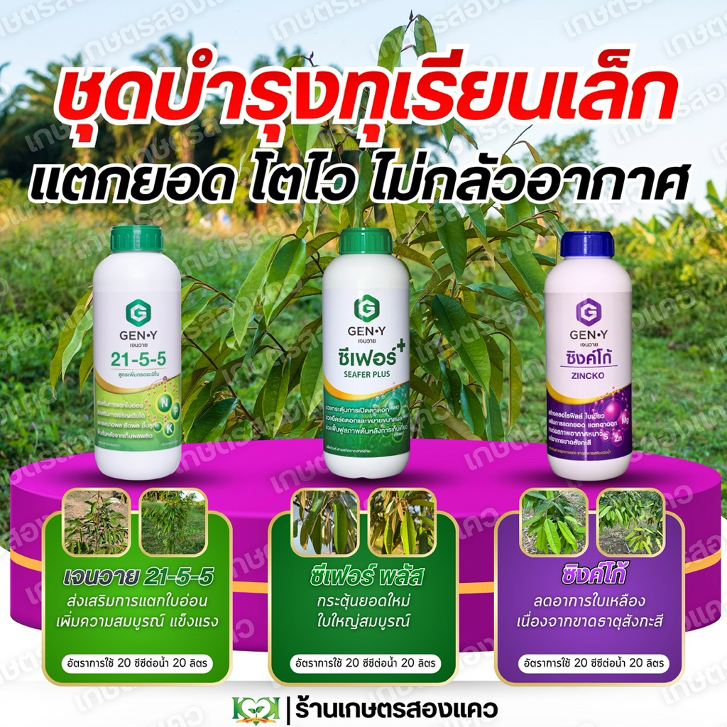 ชุดบำรุงทุเรียนเล็กเจนวาย : แตกยอดดีต้นโตไว ใบเขียวใหญ่ ระบบรากแข็งแรง [ขนาด1ลิตร มีจำนวน3ขวด]