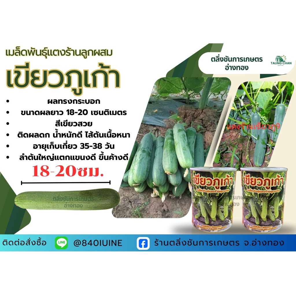 แตงร้านเขียวภูเก้า พันธุ์ดก ผิวสวย น้ำหนักดี