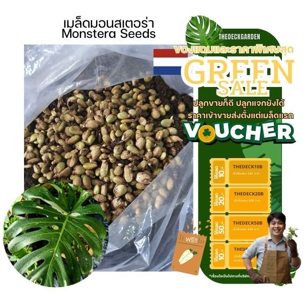 [เมล็ดคัดพร้อมส่ง]Sale !!! เมล็ดมอนสเตร่า (เมล็ดจากประเทศ Honllad) Monstera มอนสเตร่า