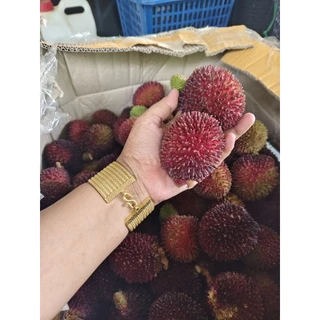 ต้นพันธุ์เงาะลิ้นจี่เงาะปูลาซัน