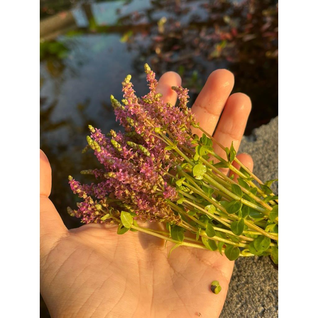 โรทาร่าดอกพิงค์(แบบกระถาง) - รูปที่ 3