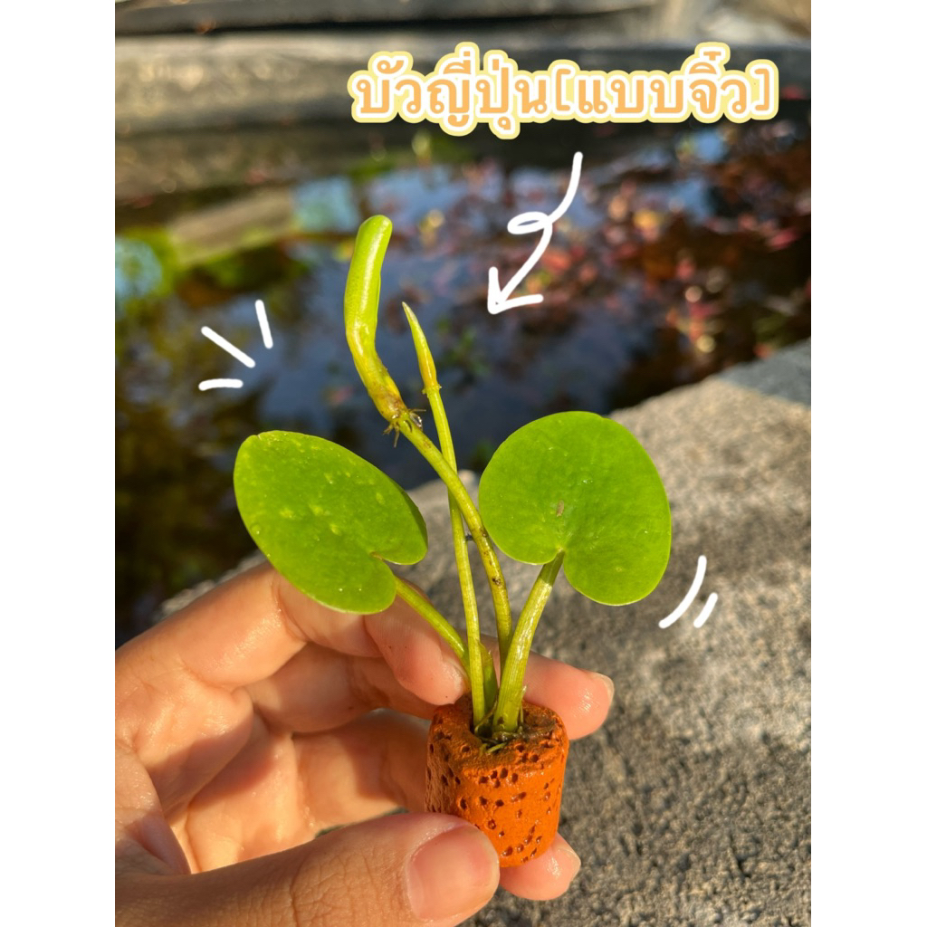 บัวญี่ปุ่น(แบบจิ๋ว)ขนาดกำลังน่ารักสามารถใส่โหลปลาได้