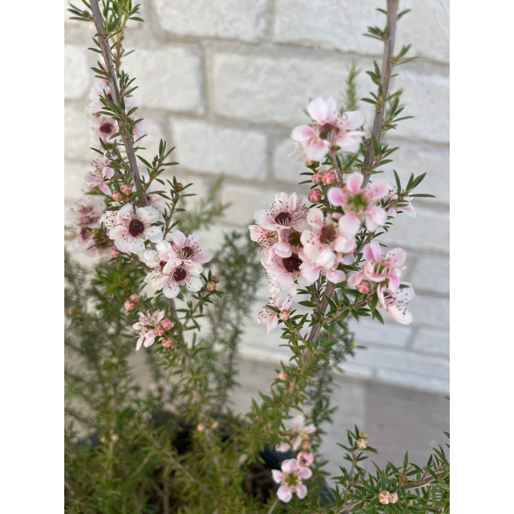 ต้นมานูก้า (Manuka)ออกดอกทั้งปี กระถาง11”