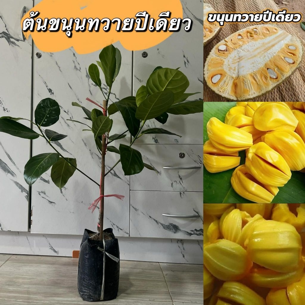 ขนุนทวายปีเดียว ต้นทาบกิ่งขนาด1เมตร