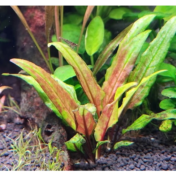 คริปกรีนเกคโค่ Cryptocoryne Green Gecko