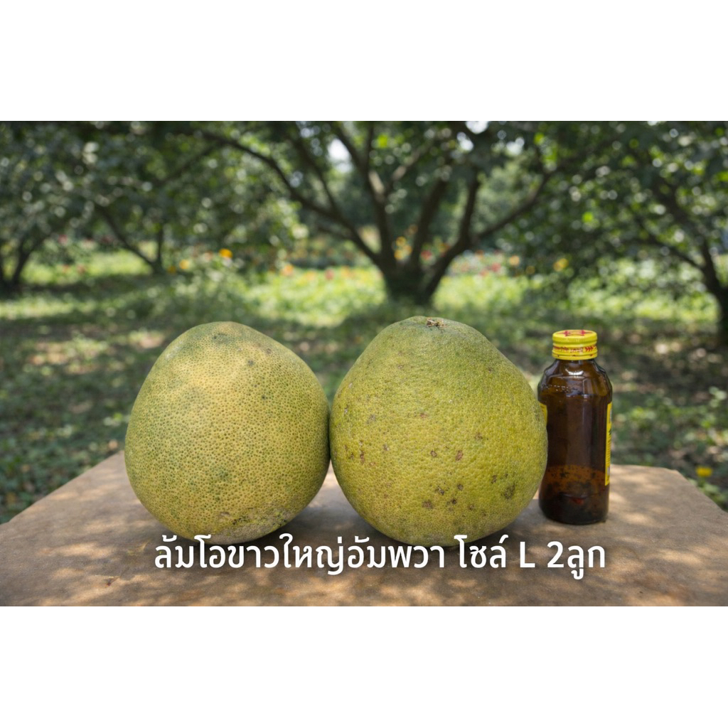L2 ส้มโอขาวใหญ่ อัมพวา ขนาด L2 ลูก น้ำหนักรวม 2 ลูกไม่ต่ำกว่า2.5กิโลกรัม รสชาติหวานอมเปรี้ยวเล็กน้อย