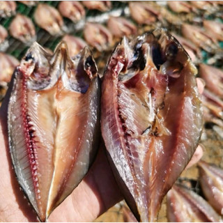 🐟ปลาทูตากแห้ง ปลาทูมันกับปลาทูแขก สด สะอาด ปลอดสาร แบบแพ็คค่…