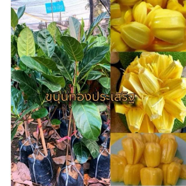ต้นขนุนทองประเสริฐ(ต้นพันธุ์ทาบกิ่ง)