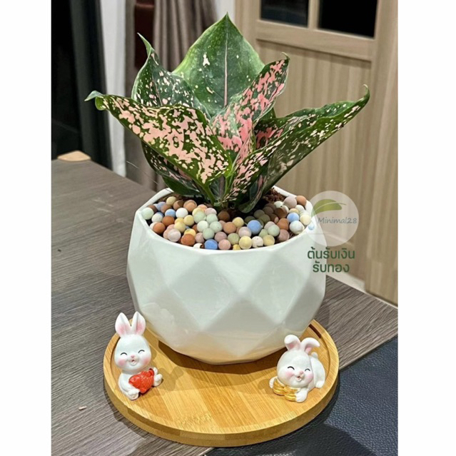 รับเงินรับทอง + กระถางเซรามิกขนาด 6 นิ้ว +พร้อมถาดรองเซรามิก + เม็ดดินเผา + ตุ๊กตาตกแต่ง #Minimal28
