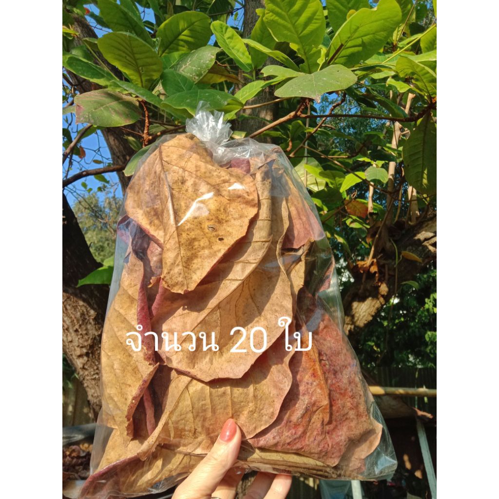 ใบหูกวาง (Tropical Almond leaf)  มีถุงใหญ่และเล็ก