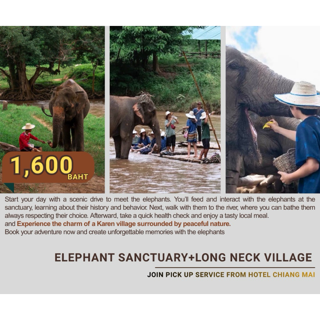 Elephants sanctuary tour in Chiang Mai